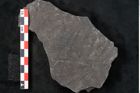 Foto (Detailansicht) von Senftenbergia crenata Lindl. et H. (NHMW-GEO-2024-0188-10942)